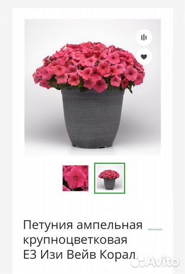 Рассада ампельной петунии