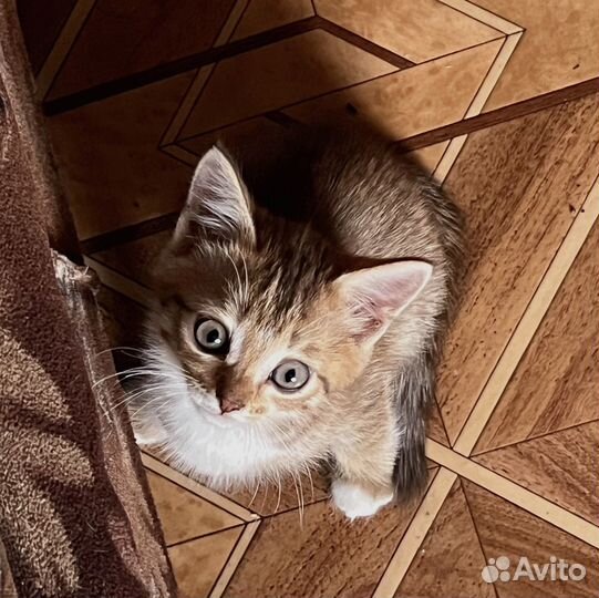 Котята бесплатно