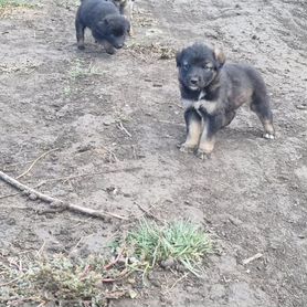 Щенки в добрые руки бесплатно