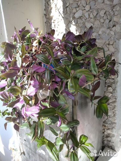 Традесканция трехцветная пурпуза