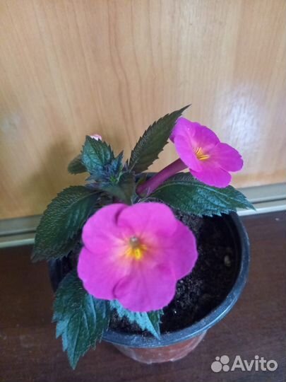 Ахименесы,комнатные цветы,растения