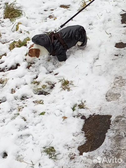Комбинезон для собаки