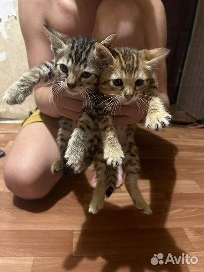Бенгальские котята