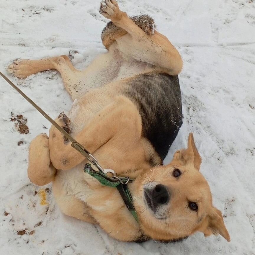 Дуняша в надежде найти дом