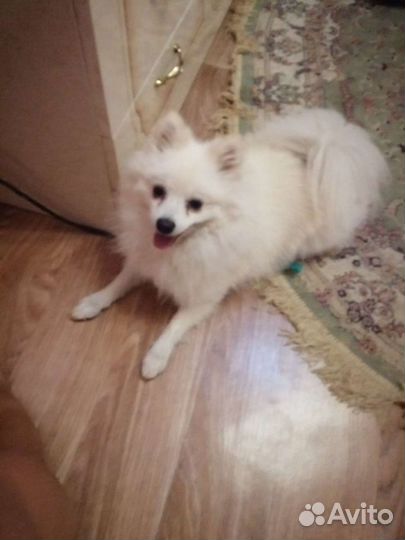 Молодой белый малый немецкий шпиц на вязку