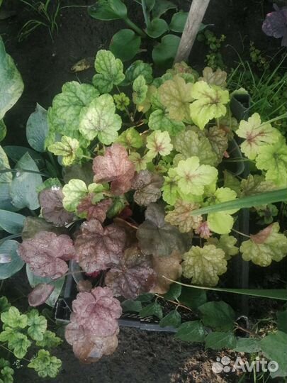 Кочедыжник, гейхеры, хосты, астильбы