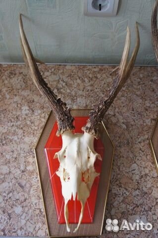 Коллекция рогов