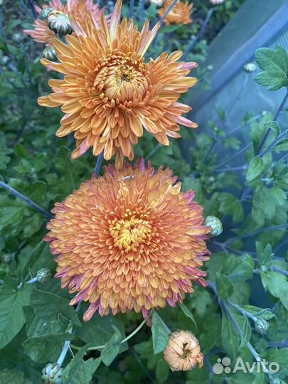 Хризантема