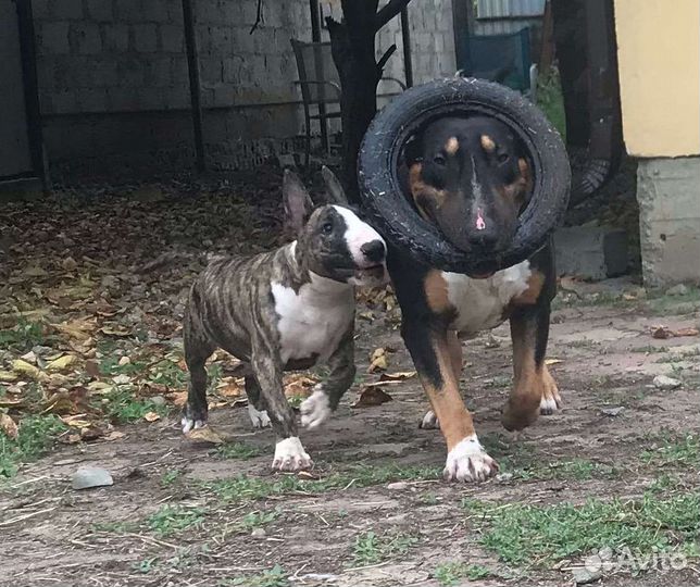 Щенки стандартного бультерьера