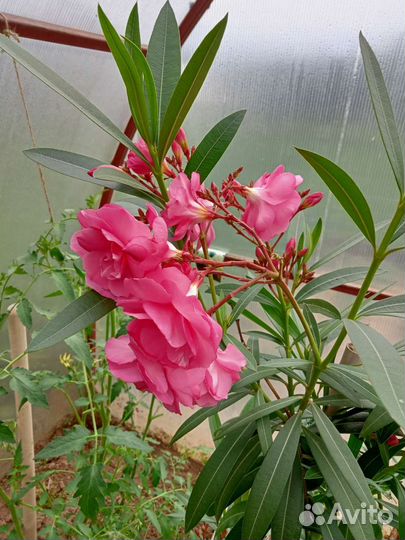 Олеандр махровый