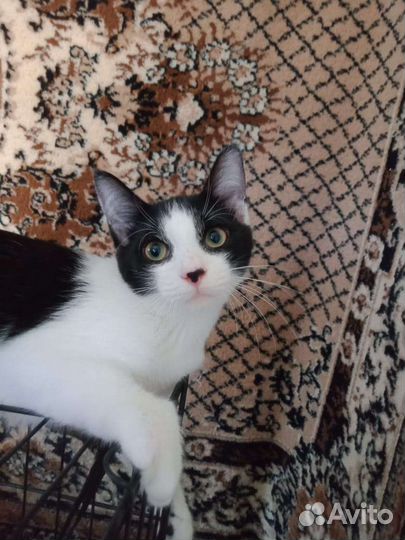 Котенок белый с черным окрас коровка