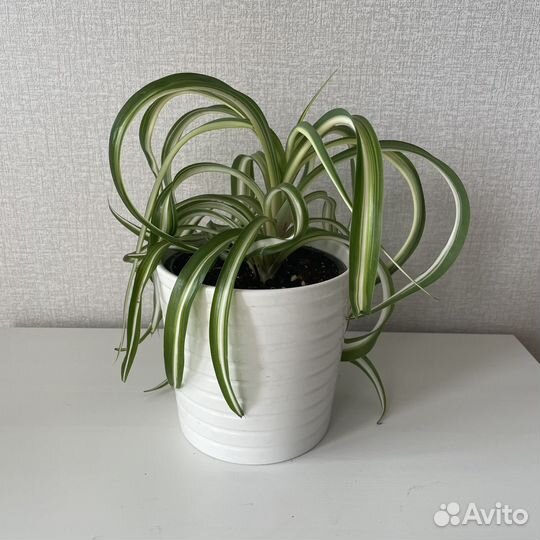 Хлорофитум кудрявый