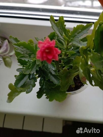 Суккуленты