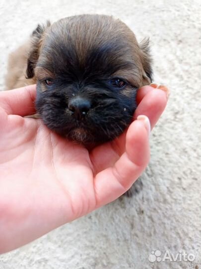 Собаки щенки