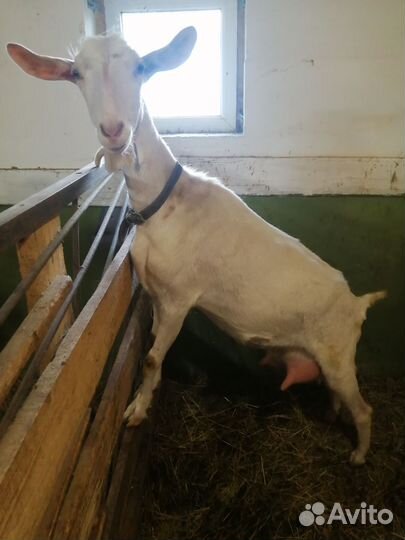 Домашние животные