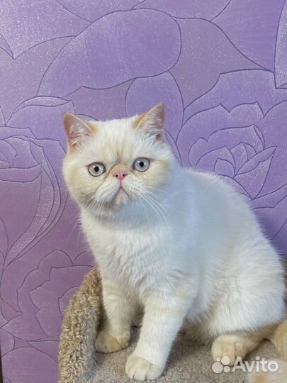 Экзотические короткошерстные котята