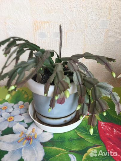 Комнатные цветы