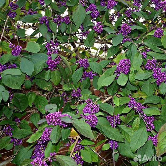 Калликарпа