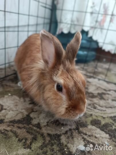 Декоративные кролики