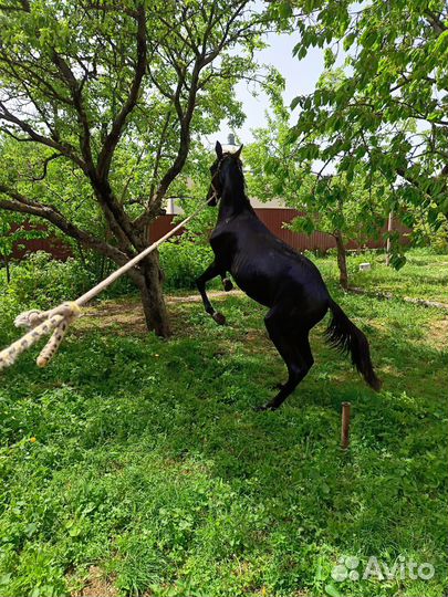 Жеребчик Къ