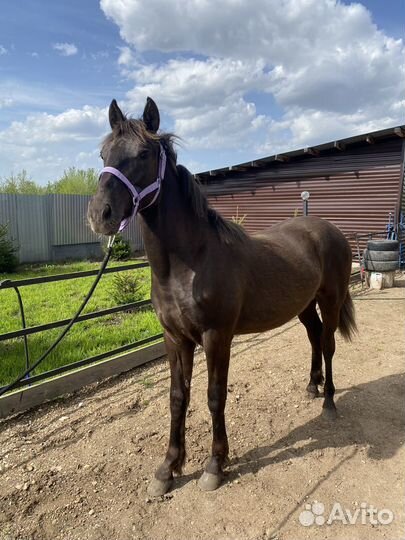 Жеребчик, годовичок