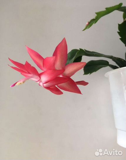 Декабрист 3 расцветки