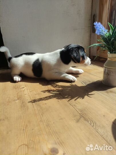 Джек Рассел терьер