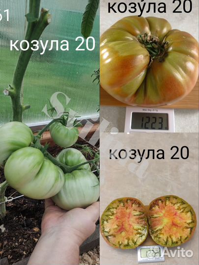 Семена томатов