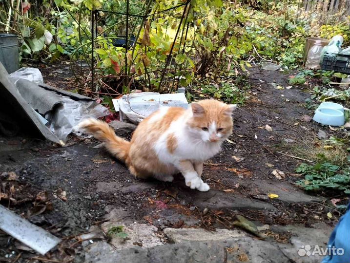 Молодой кот ищет дом