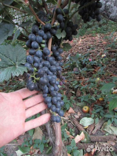 Саженцы и черенки винограда