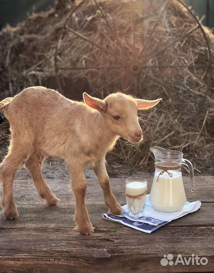 Козье молоко