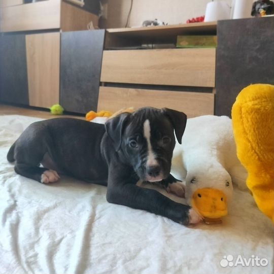 Американский Питбультерьер Щенок