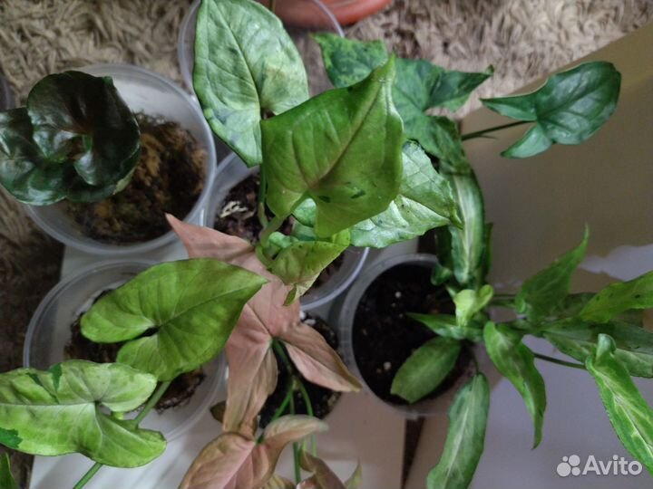 Сингониумы