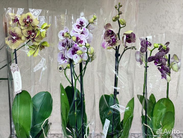 Эксклюзивные орхидеи