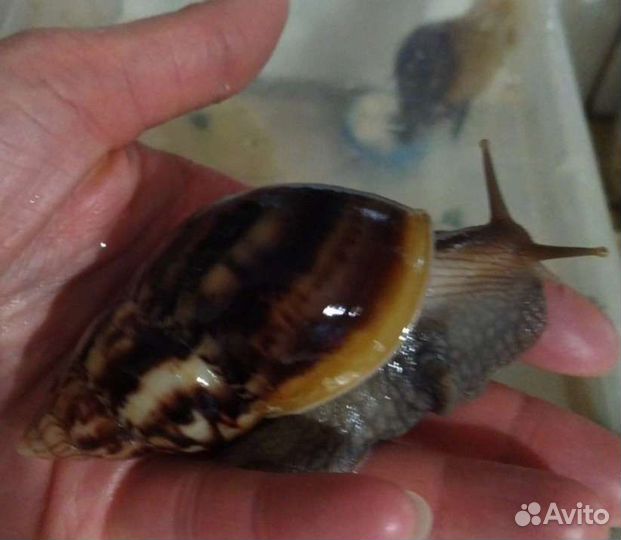 Улитки ахатины фулика
