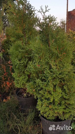 Туя для живой изгороди
