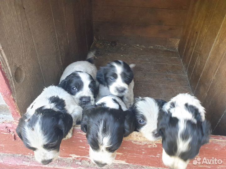 Щенки спаниеля