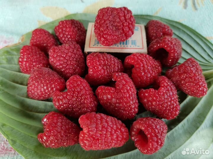 Малина Самохвал