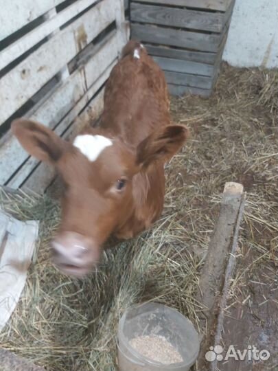 Телёнок от хорошей коровы