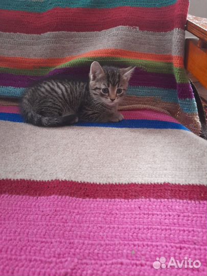 Котята