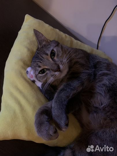 Передержка кошек