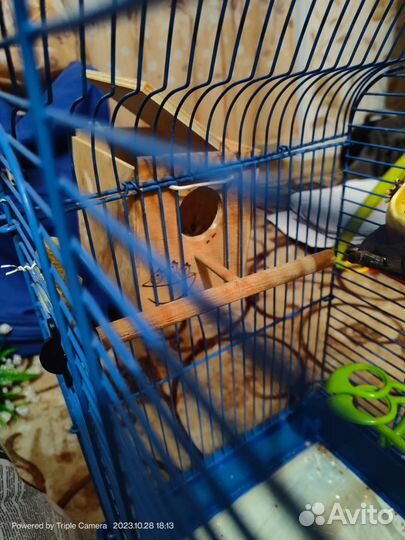 Птица волнистые попугай с клеткой