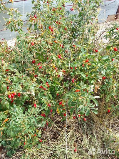 Шиповник свежий сбор