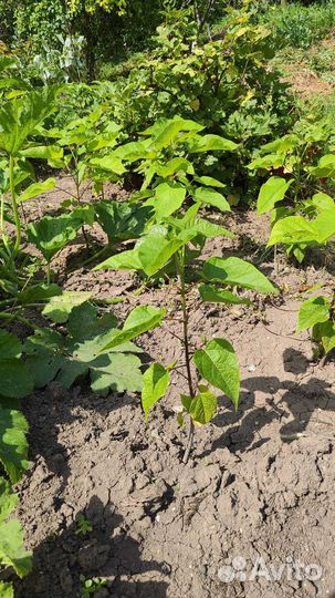 Катальпа саженцы