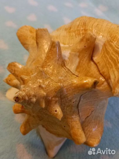 Большая ракушка для интерьера и поменьше