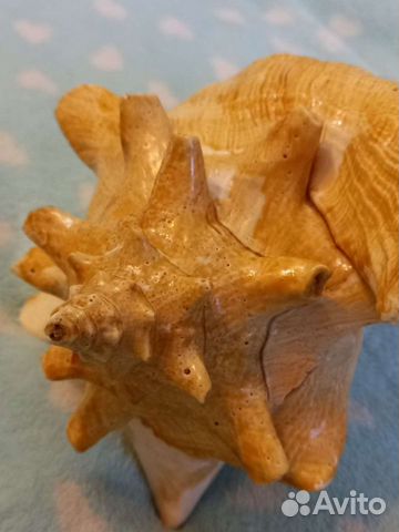 Большая ракушка для интерьера и поменьше