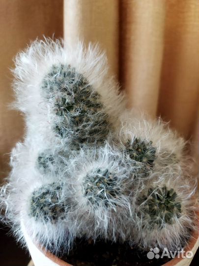 Кактус Mammillaria bocasana