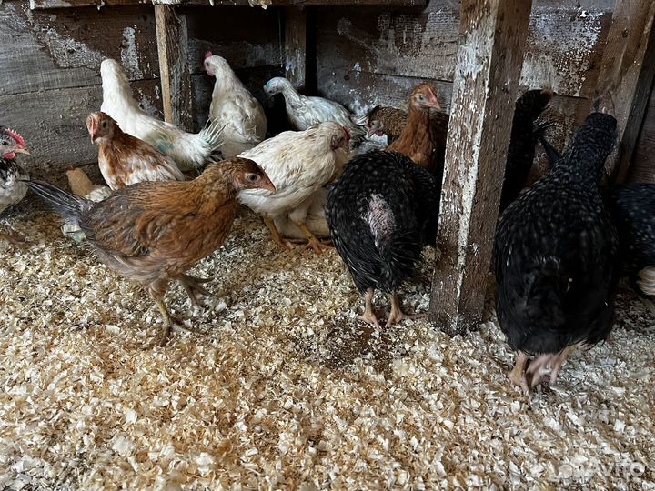 Куры несушки продам