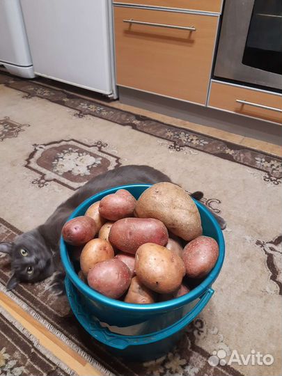 Картофель и свёкла