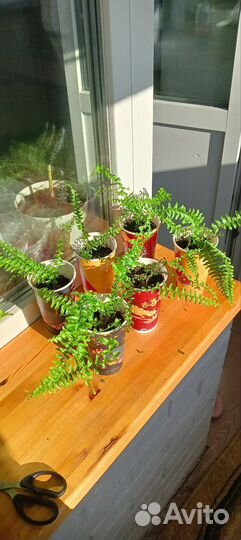 Папоротник нефролепис